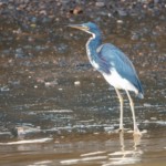 Tri-colored Heron