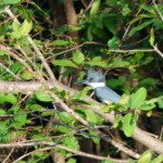 Belted Kingfisher