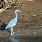 Little Blue Heron
