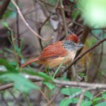 Barred Antshrike