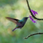 Green Violetear