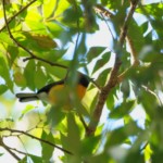 Slate-throated Redstart