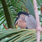 Boat-billed Heron