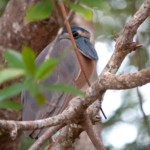 Boat-billed Heron