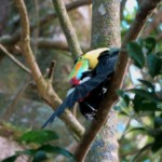Keel-billed Toucan