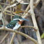 Green Kingfisher
