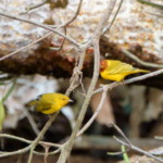 Yellow Mangrove Warbler