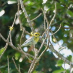 Townsend's Warbler