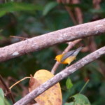 Prothonotary Warbler