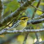 Townsend's Warbler