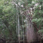 Snowy Egrets roosting