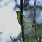 Townsend's Warbler