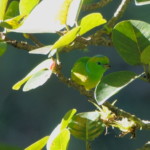 Golden-browed Chlorophonia