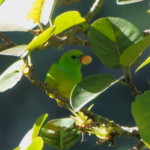Golden-browed Chlorophonia