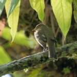 Mistletoe Tyrannulet