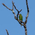 Red-lored Parrot