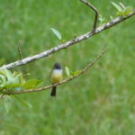 Dusky-capped Flycatcher