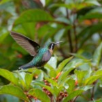 Purple-throated Mountain Gem