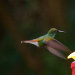 Coppery-headed Emerald