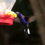 Violet Sabrewing