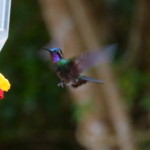 Purple-throated Mountain Gem