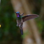 Purple-throated Mountain Gem