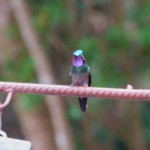 Purple-throated Mountain Gem