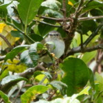 Mistletoe Tyrannulet, Paltry
