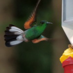 Stripe-tailed Hummingbird
