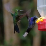 Green-crowned Brilliant and Violet Sabrewing