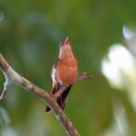 Cinnamon Hummingbird