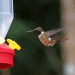 Magenta-throated Woodstar