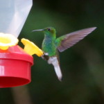 Green Violetear