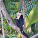 White-faced Monkey