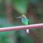 Coppery-headed Emerald