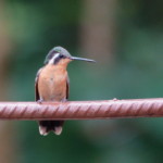 Purple-throated Mountain Gem female