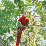 Scarlet Macaw