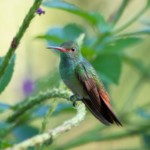 Rufous-tailed Hummingbird