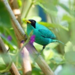 Green Honeycreeper