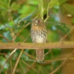 White-whiskered Puffbird