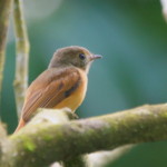 Ruddy-tailed Flycatcher