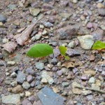 Leaf-cutter Ants