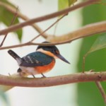 American Pygmy Kingfisher