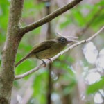 Eye-ringed Flatbill