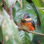 American Pygmy Kingfisher