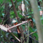 Rufous-tailed Jacamars
