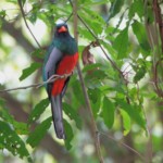 Slaty-tailed Trogon