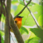 Orange-collared Manikin