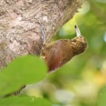 Spotted Woodcreeper