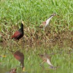 Northern Jacana